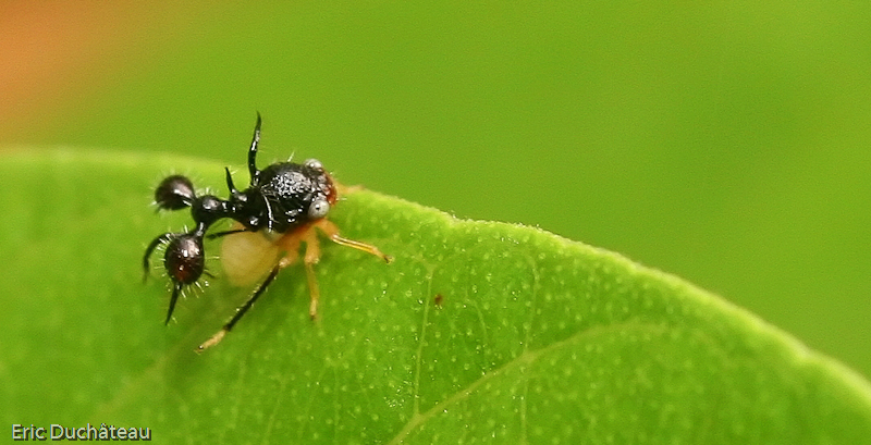 Cyphonia clavata