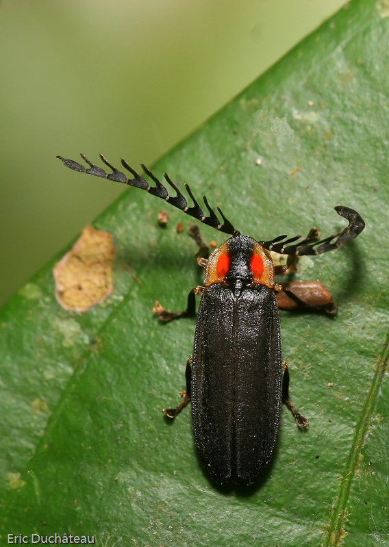 Lampyridae