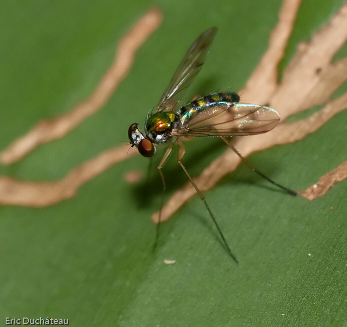 Mouche