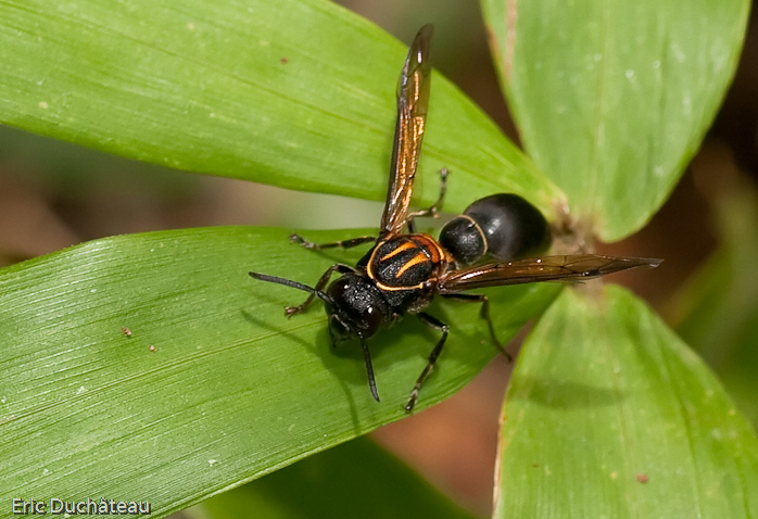 Mouche à feu (Vespidae)