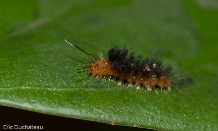 Chenille
