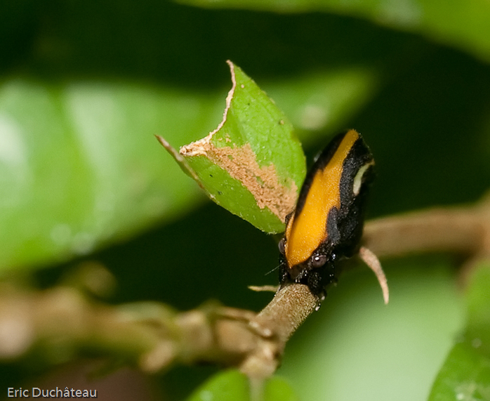 Membracide (Membracis mexicana)