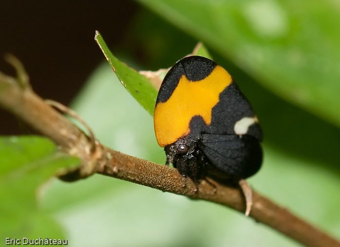 Membracide (Membracis mexicana)