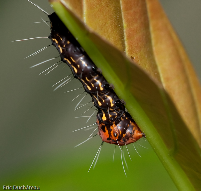 Chenille