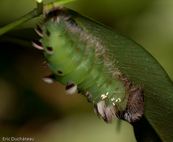 Chenille