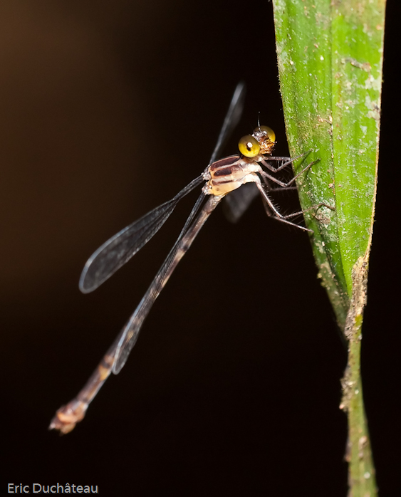 Libellule