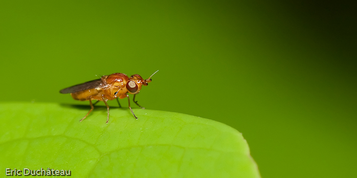 Mouche