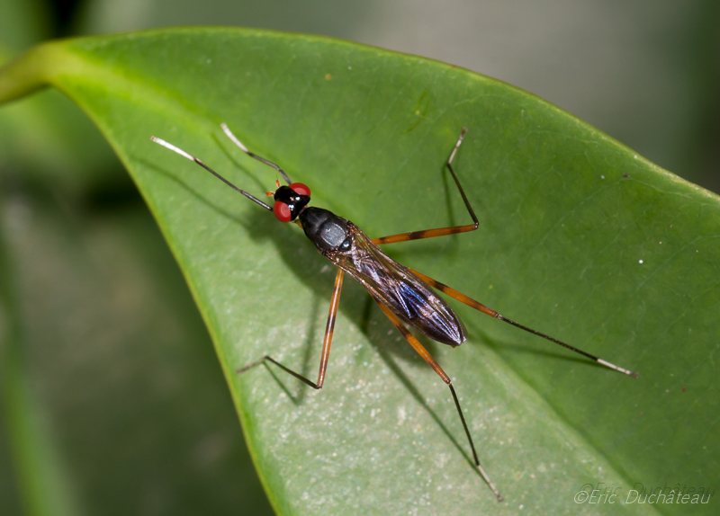 Micropezidae (diptère)