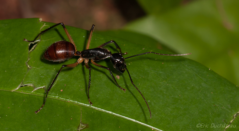 Fourmi géante (Camponotus gigas)