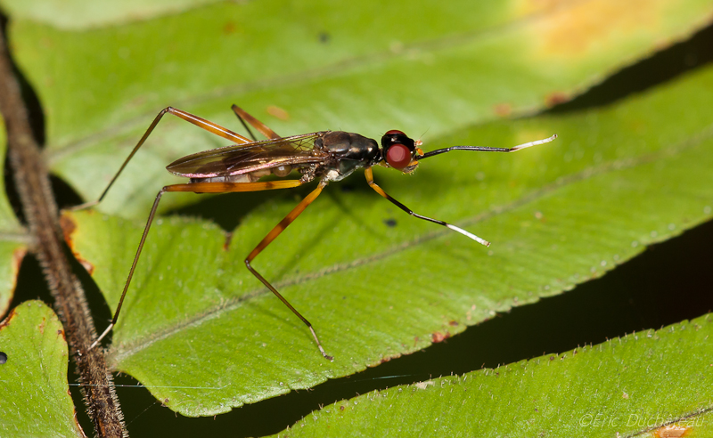 Micropezidae (diptère)