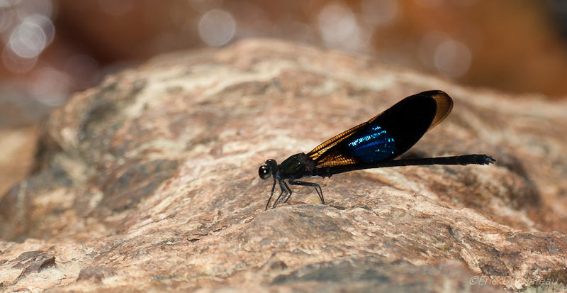 Euphaea subcostalis