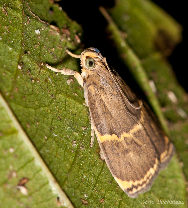 Lymantriidae