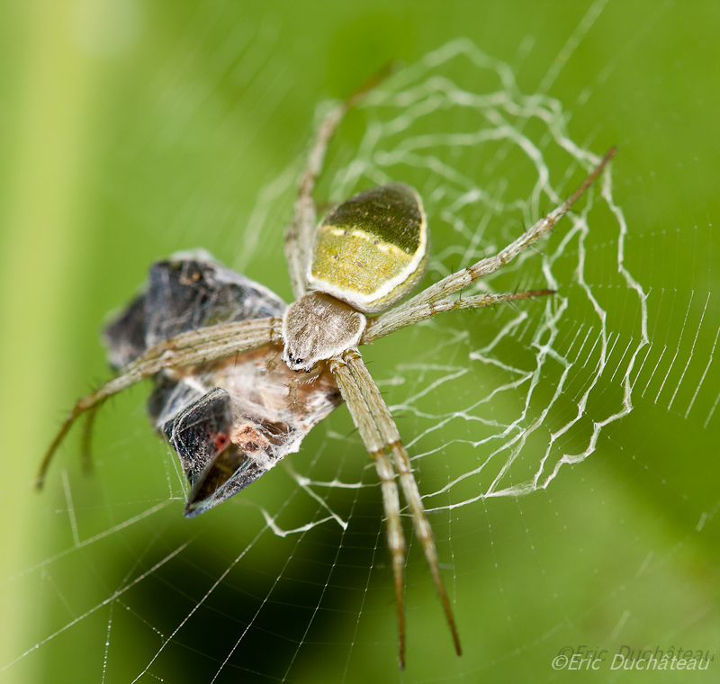 Argiope