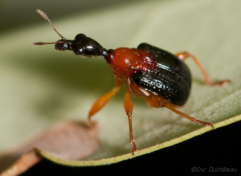 Attelabidae