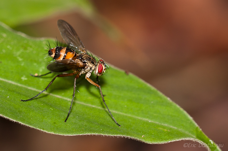 Dolichopodidae