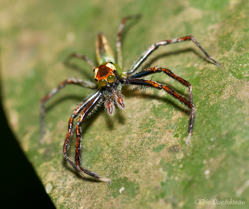 Saltique (salticidae)