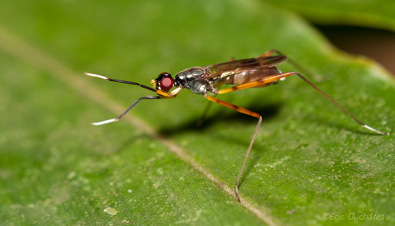 Micropezidae (diptère)