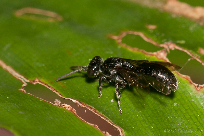 Chrysididae