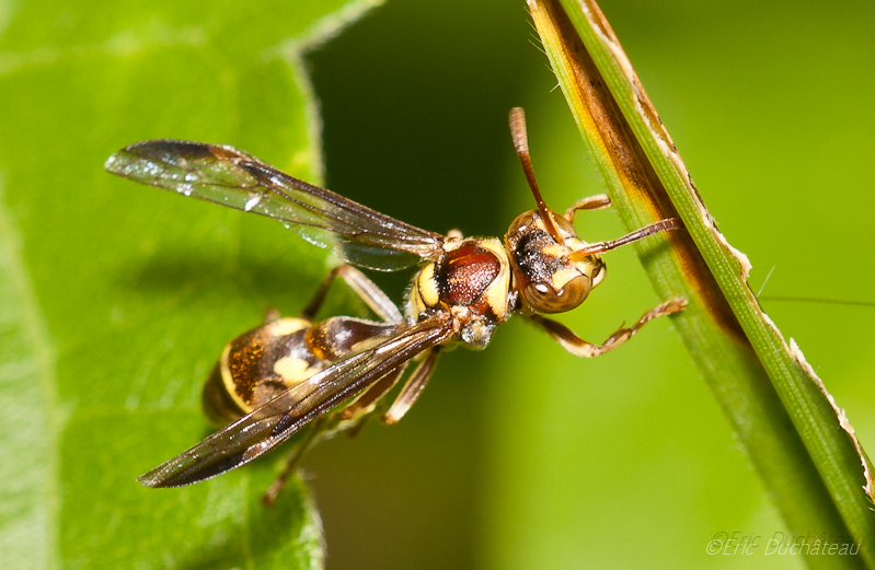 Vespidae