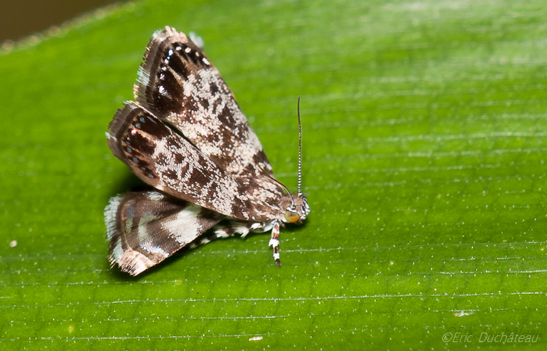 Choreutidae