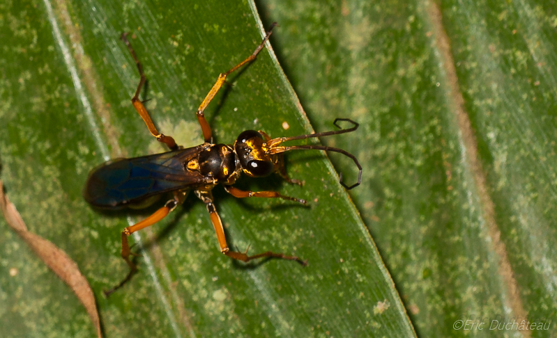 Sphecidae