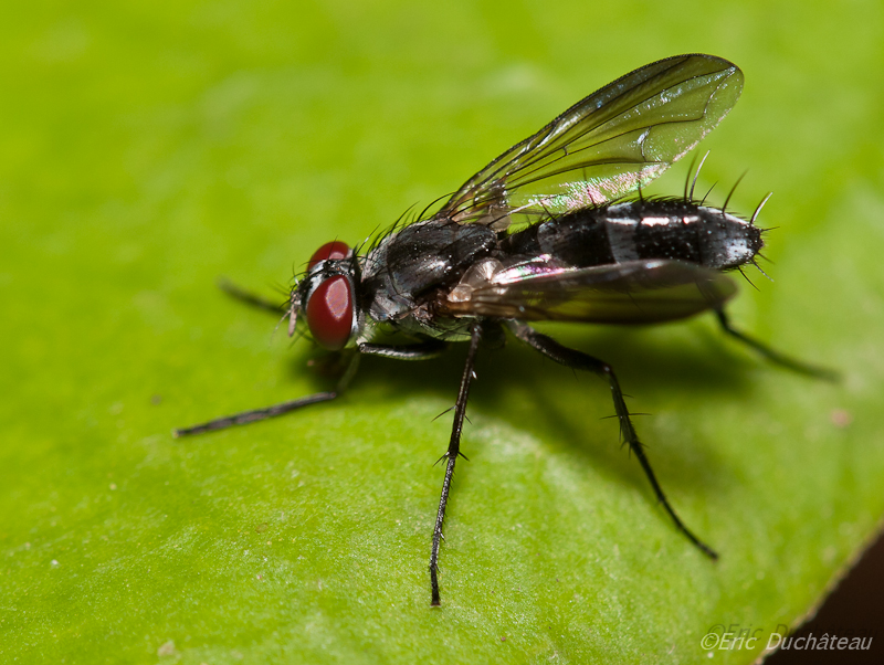 Dolichopodidae