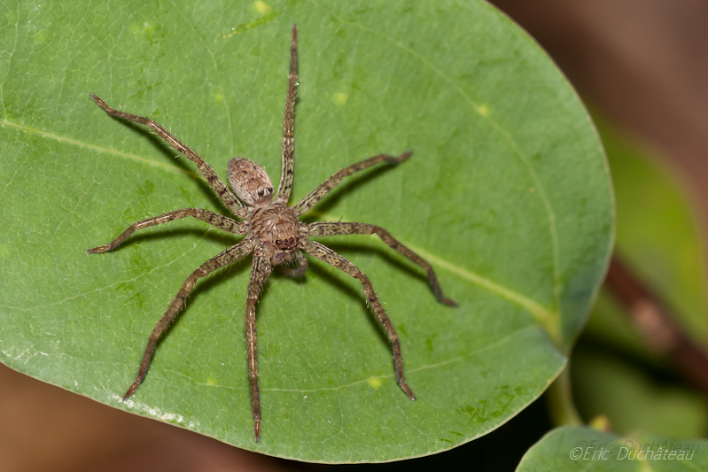 Sparassidae