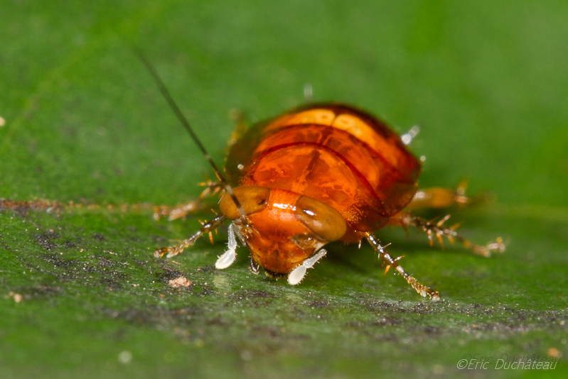 Chrysomelidae