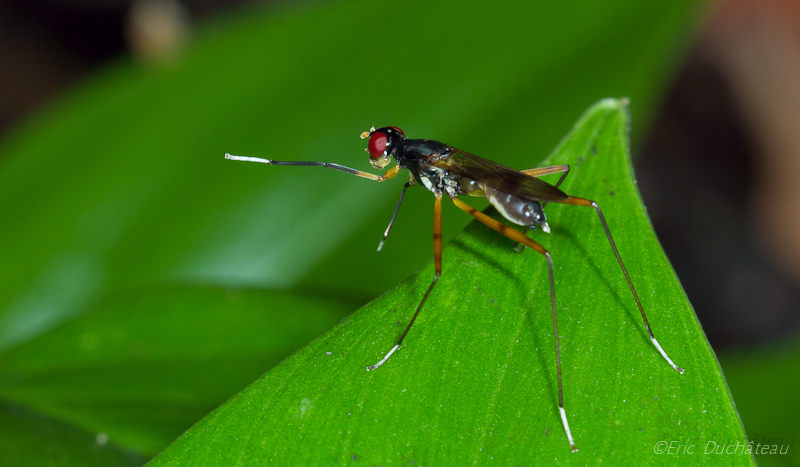 Micropezidae (diptère)