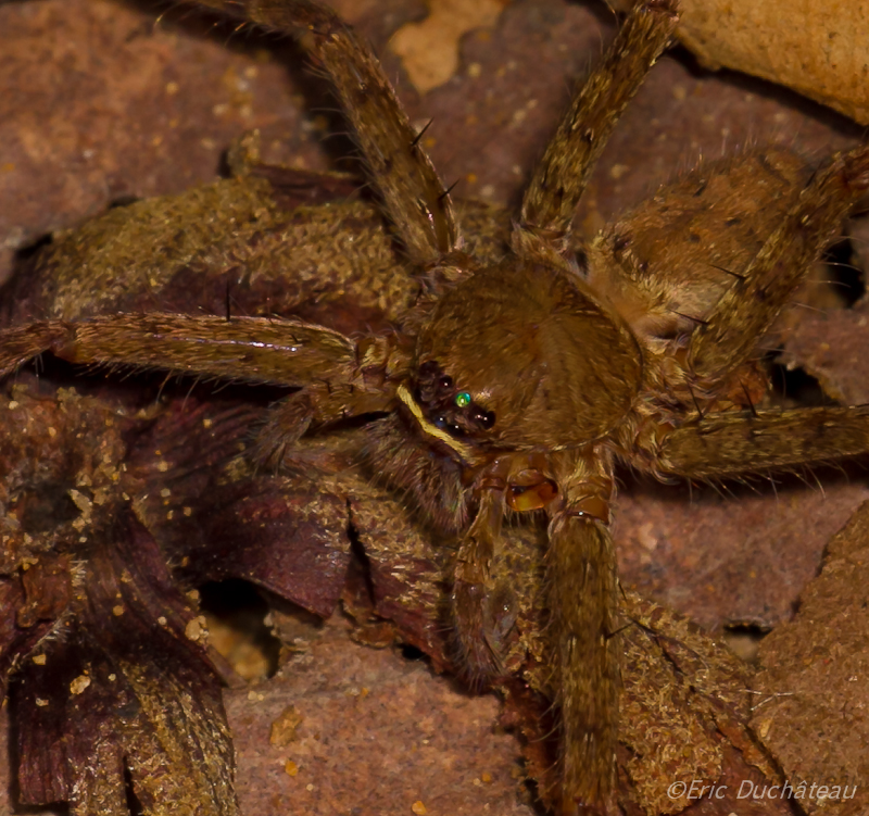 Heteropoda