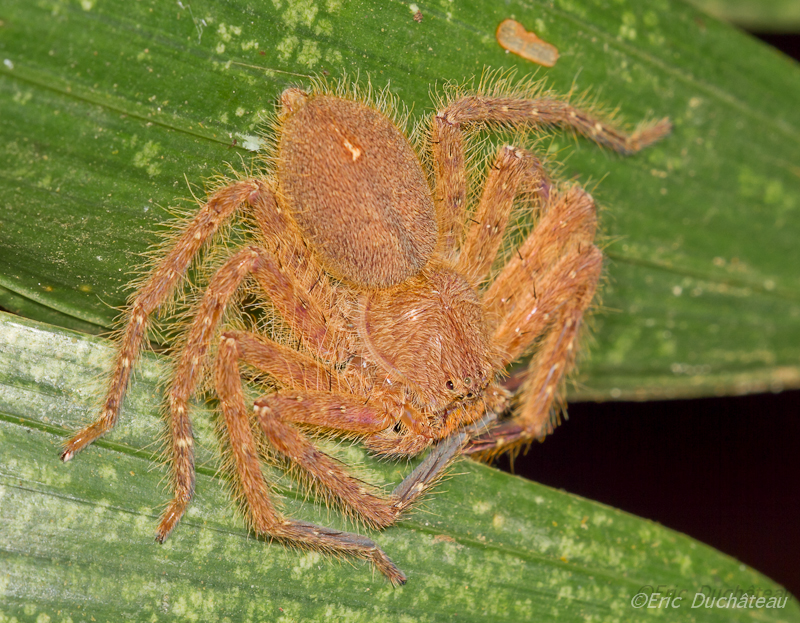 Heteropoda davidbowie