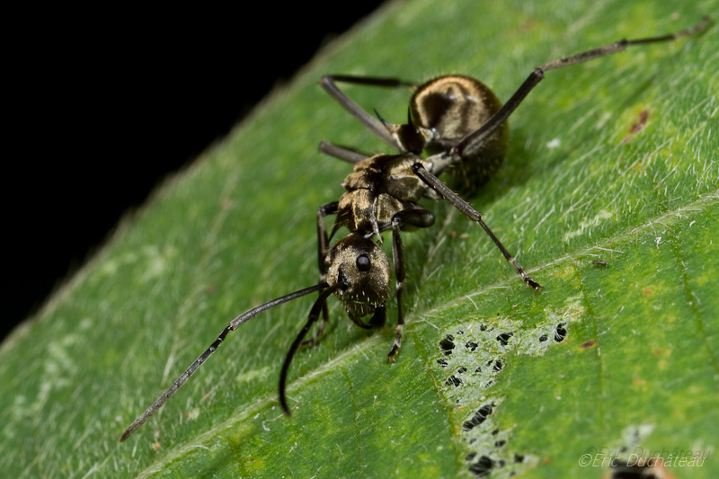 Fourmi dorée (polyrhachis ypsilon)