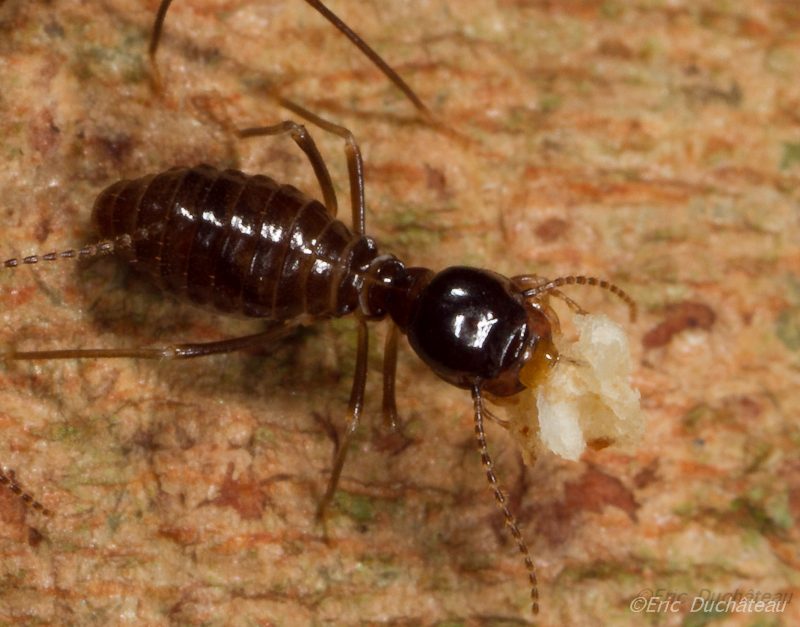 Termite