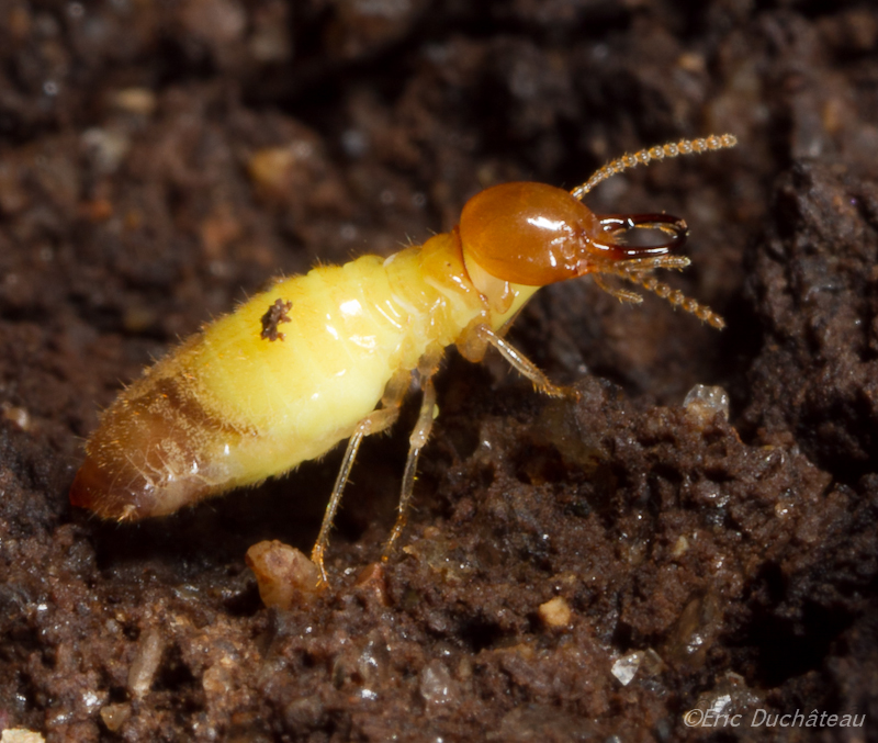 Termite