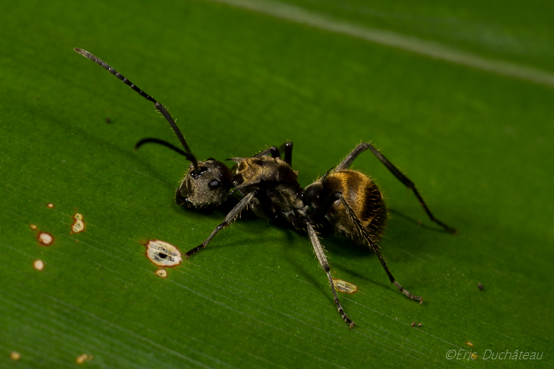 Fourmi dorée (polyrhachis ypsilon)