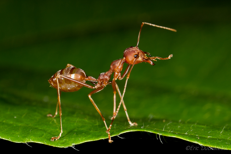 Fourmi tisserande (oecophylla smaragdina)