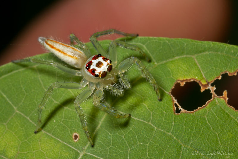 Saltique (salticidae)