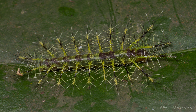 Chenille de nymphalidé