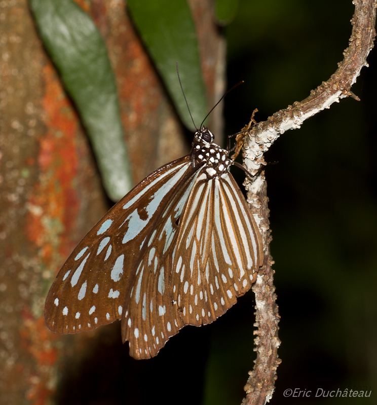 Parantica agleoides agleoides 