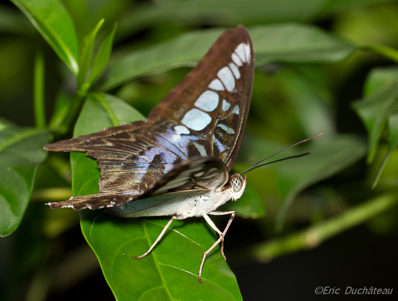 Parthenos sylvia