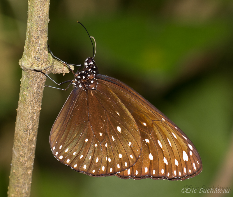 Euploea mulciber mulciber 