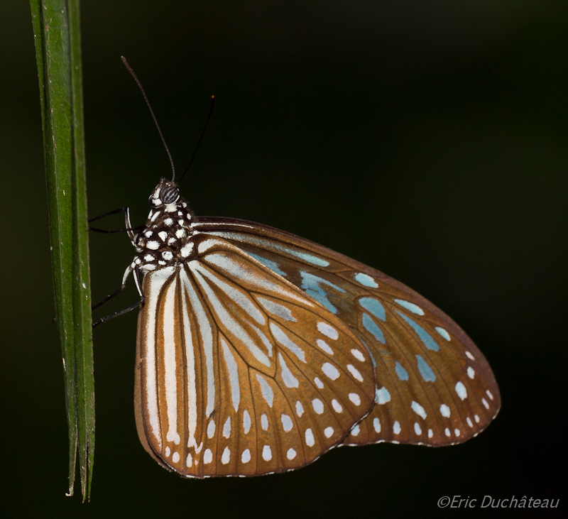 Parantica agleoides agleoides 