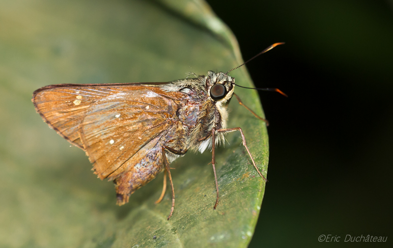 Taractrocera ardonia