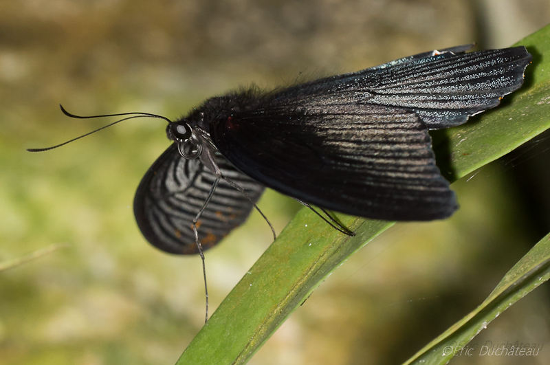 Papilio memnon