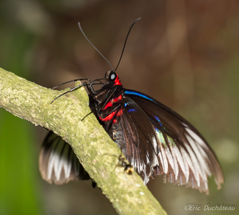 Trogonoptera brookiana