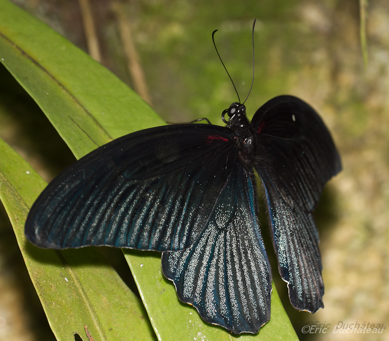 Papilio memnon