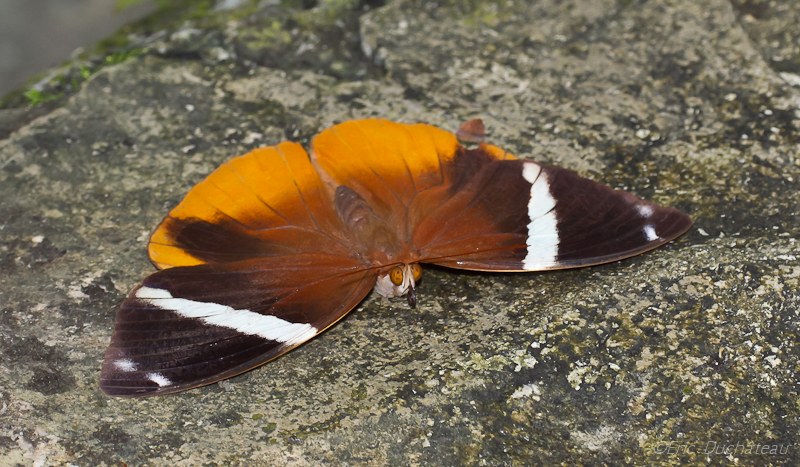 Xanthotaenia busiris