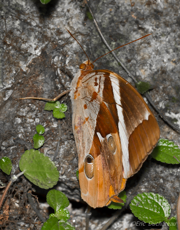 Xanthotaenia busiris