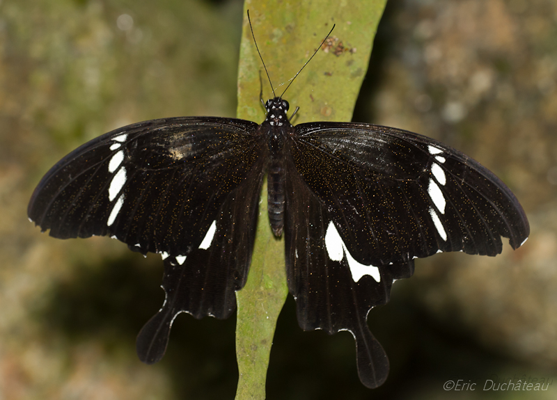 Papilio nephelus