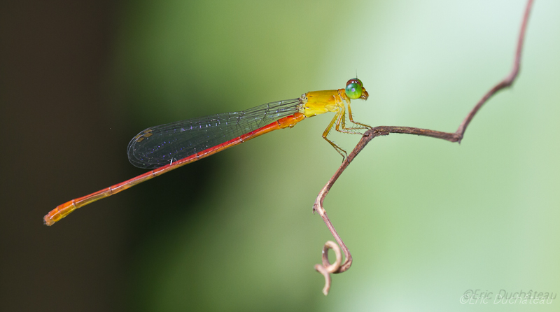 Ceriagrion auranticum